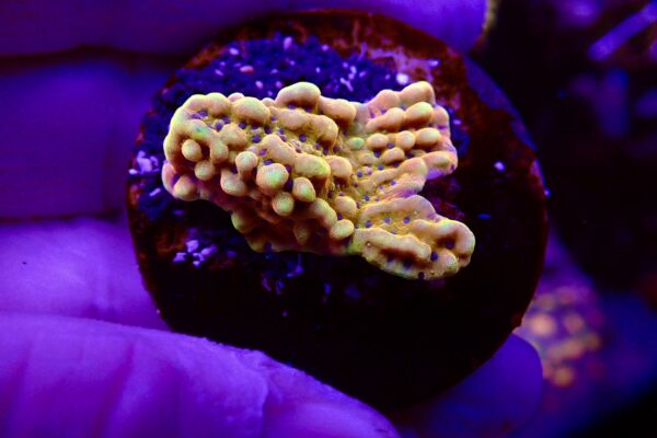 Montipora Kung pao